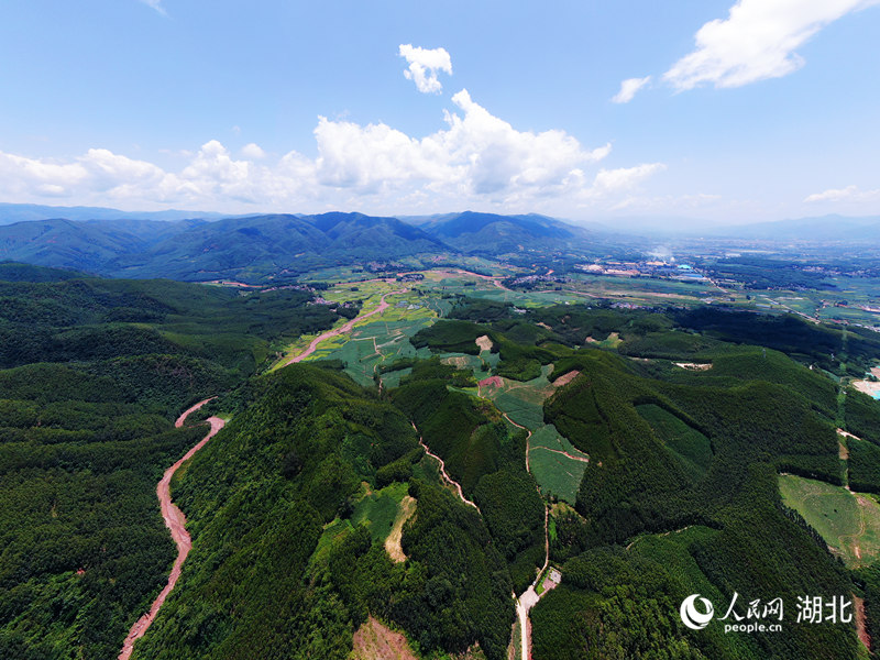 景谷縣威遠鎮(zhèn)香鹽村林產業(yè)原料林基地航拍。人民網(wǎng) 記者李發(fā)興攝