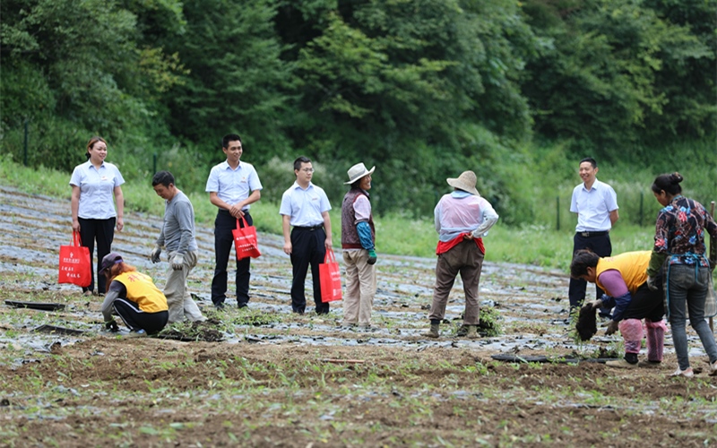 20余名金融村官行走在田間地頭。喻玲攝