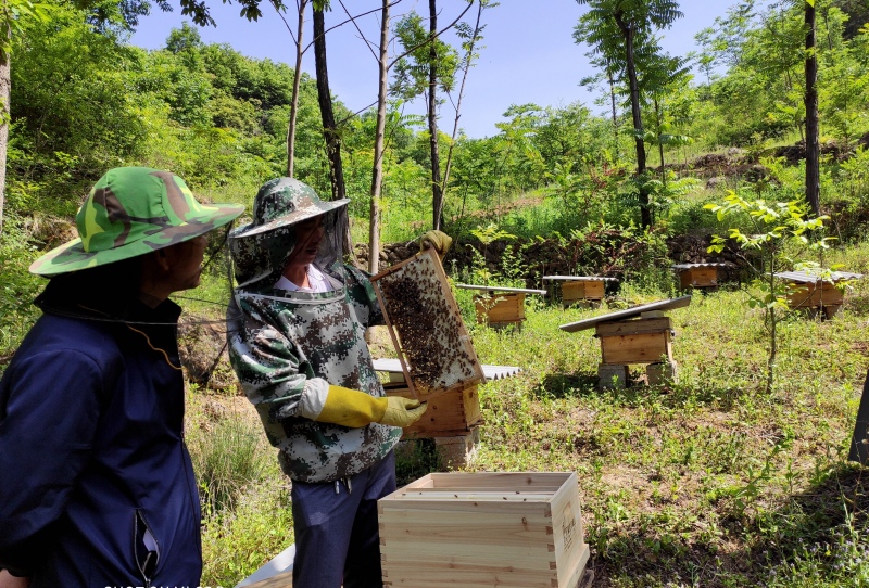 蜂農（右）在察看產蜜情況。鄖西縣煙草專賣局供圖