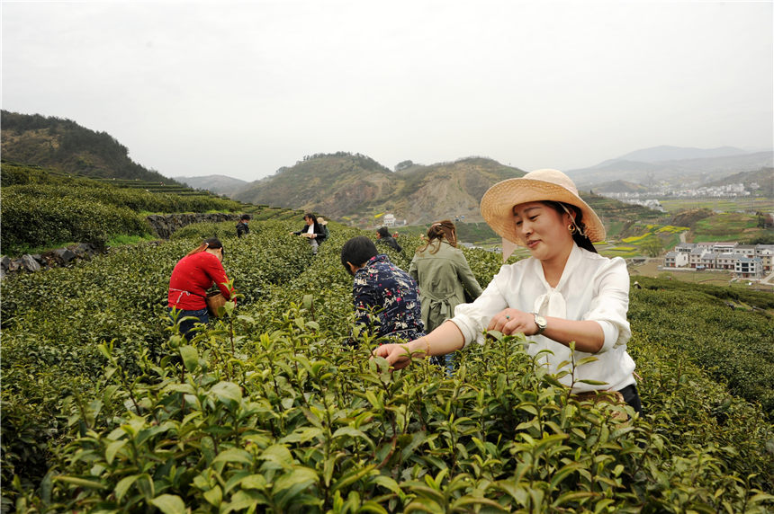 竹山縣寶豐鎮(zhèn)茶農(nóng)采茶。向繼華攝