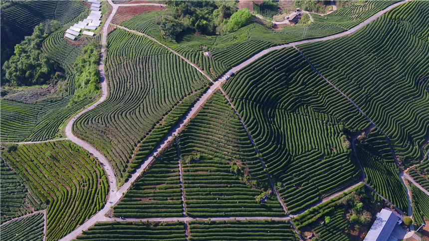 竹山縣城關(guān)鎮(zhèn)茶旅融合示范基地。向繼華攝