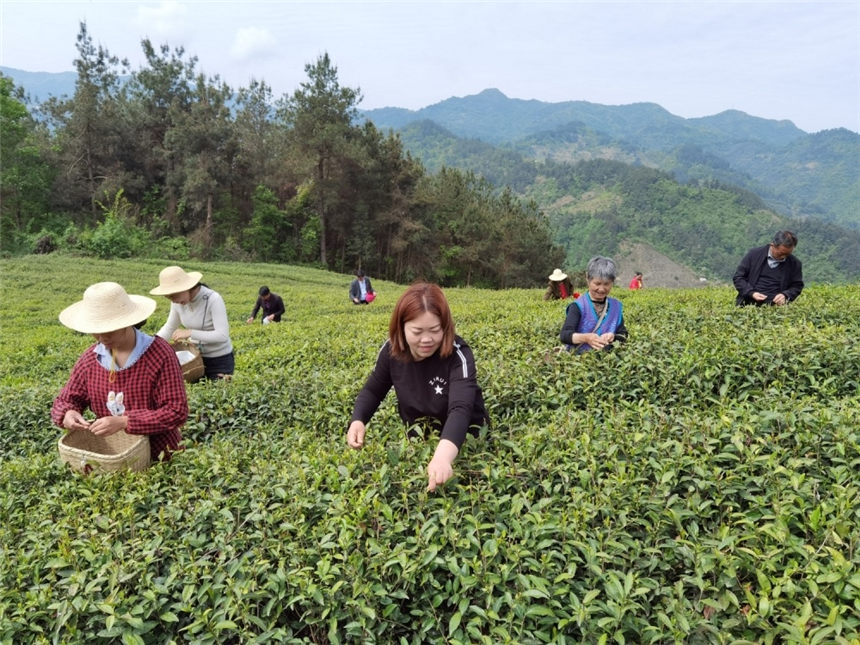 竹山縣深河鄉(xiāng)茶農(nóng)采茶。向繼華攝