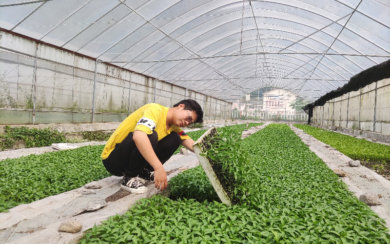 煙農利用閑置育苗大棚種植辣椒