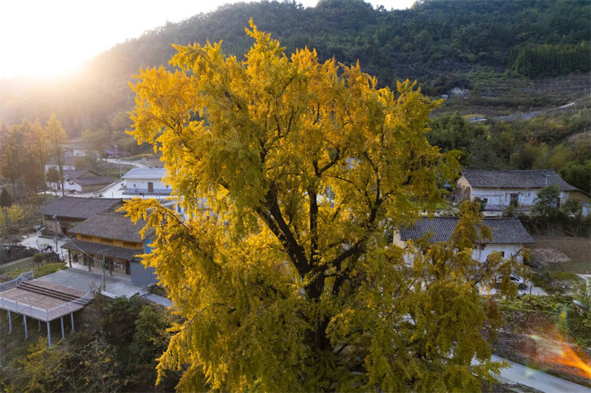 千年銀杏披“金甲”為美麗鄉(xiāng)村添秋色