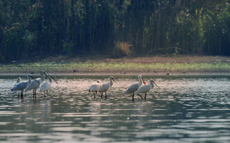 湖北省黃岡市浠水縣策湖國家濕地公園呈現(xiàn)出人與自然和諧共生的絕美畫卷。