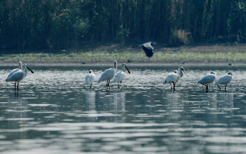 湖北省黃岡市浠水縣策湖國家濕地公園呈現(xiàn)出人與自然和諧共生的絕美畫卷。