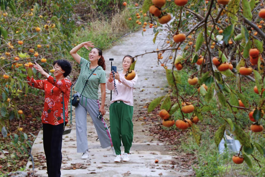 在湖北省恩施州建始縣長梁鎮(zhèn)，家家戶戶種植的甜柿又一次迎來了豐收。