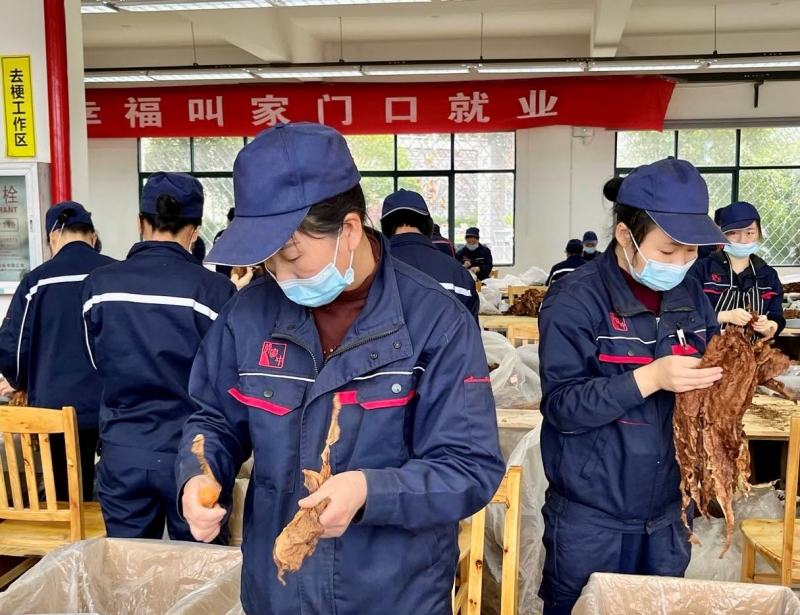 讓媽媽回家許家沖雪茄煙葉預(yù)處理車間生產(chǎn)現(xiàn)場(chǎng)。張倩攝