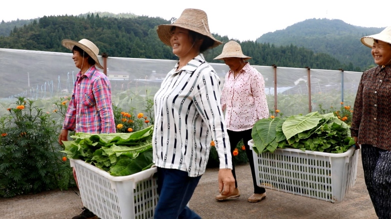 上洋村村民采摘雪茄煙葉滿載而歸。王琪琦攝