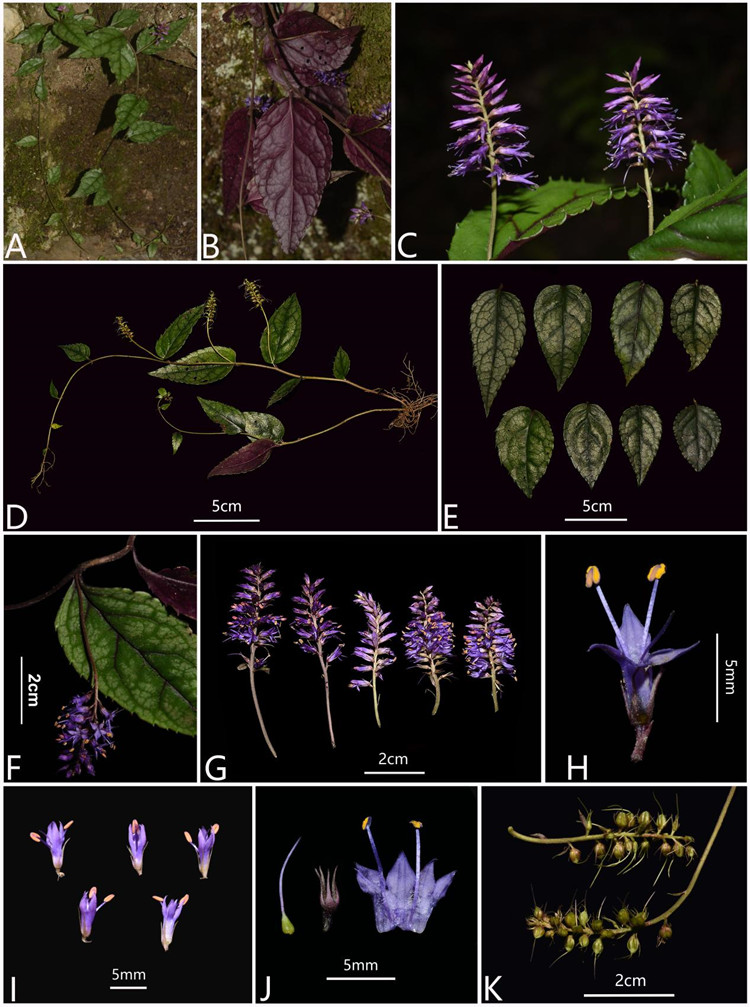 武陵腹水草（Veronicastrum wulingense）形態(tài)特征。受訪者供圖