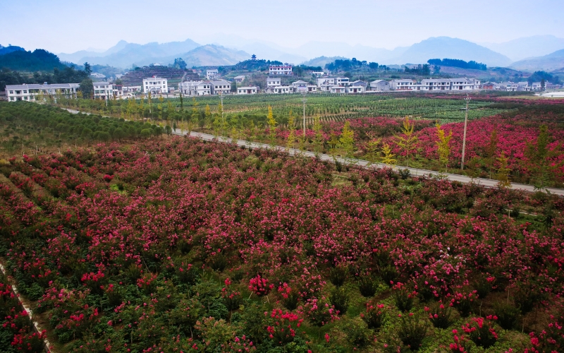 國家煙草專賣局幫扶竹溪縣蔣家堰蓮花片區(qū)新農村建設。十堰市煙草專賣局供圖