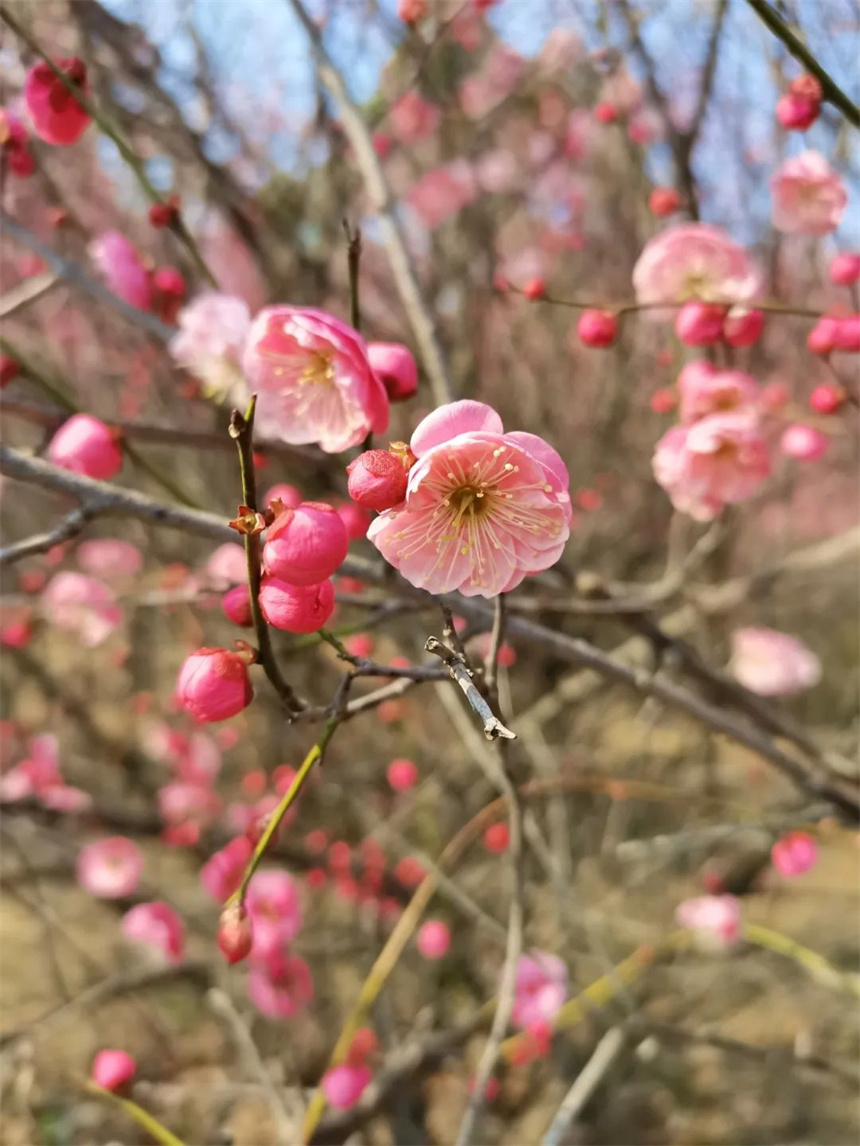 湖北紅安：一河兩岸千株梅花次第開放