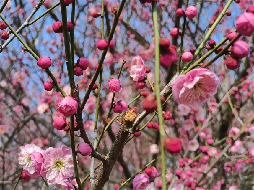 湖北紅安：一河兩岸千株梅花次第開(kāi)放