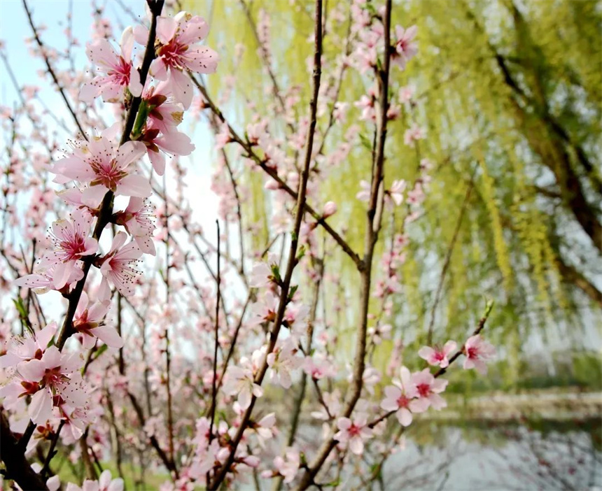 湖北紅安：一河兩岸千株梅花次第開(kāi)放