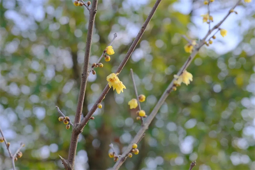 湖北紅安：一河兩岸千株梅花次第開放