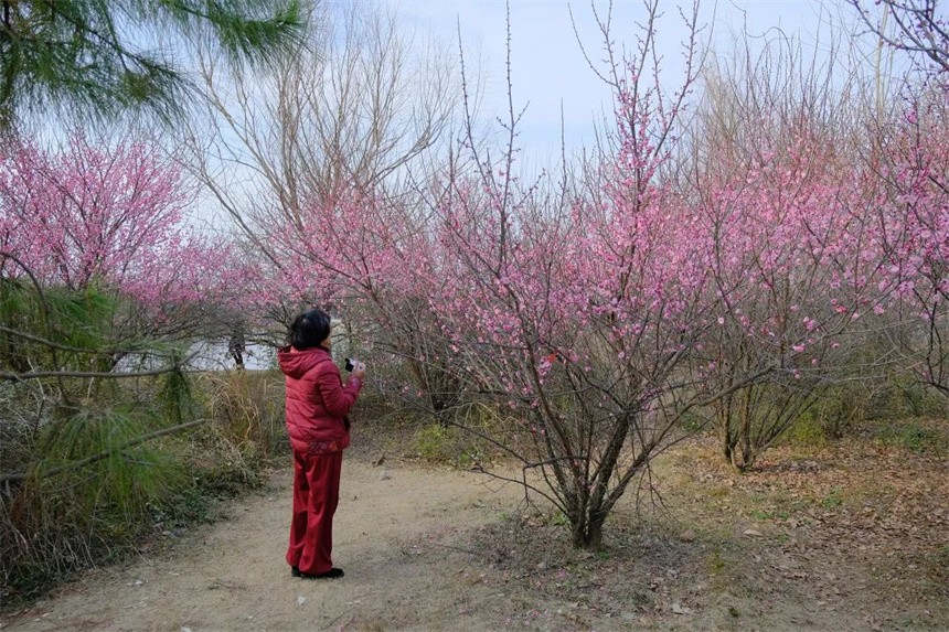 湖北紅安：一河兩岸千株梅花次第開放