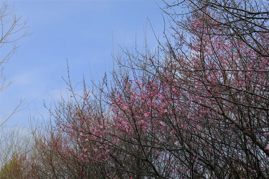 湖北紅安：一河兩岸千株梅花次第開放