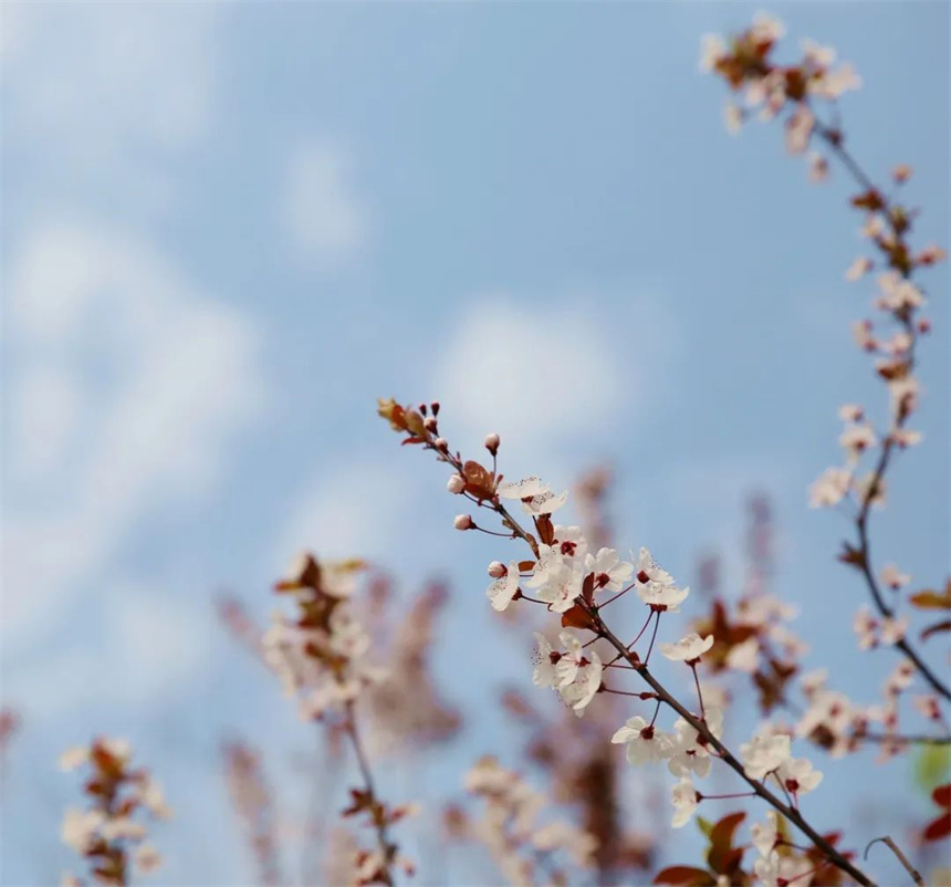 湖北紅安：一河兩岸千株梅花次第開放