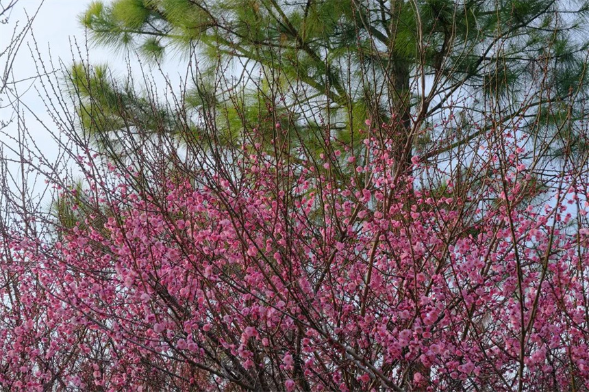 湖北紅安：一河兩岸千株梅花次第開(kāi)放