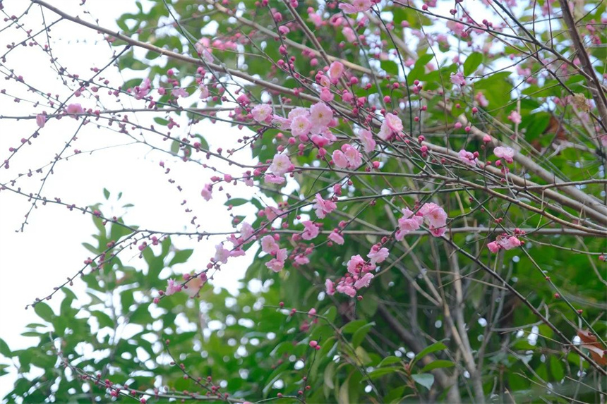 湖北紅安：一河兩岸千株梅花次第開放