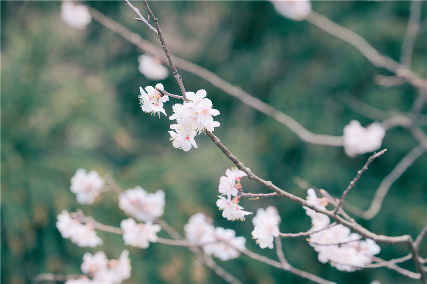 湖北紅安天臺(tái)山萬(wàn)畝野櫻花盛開(kāi)