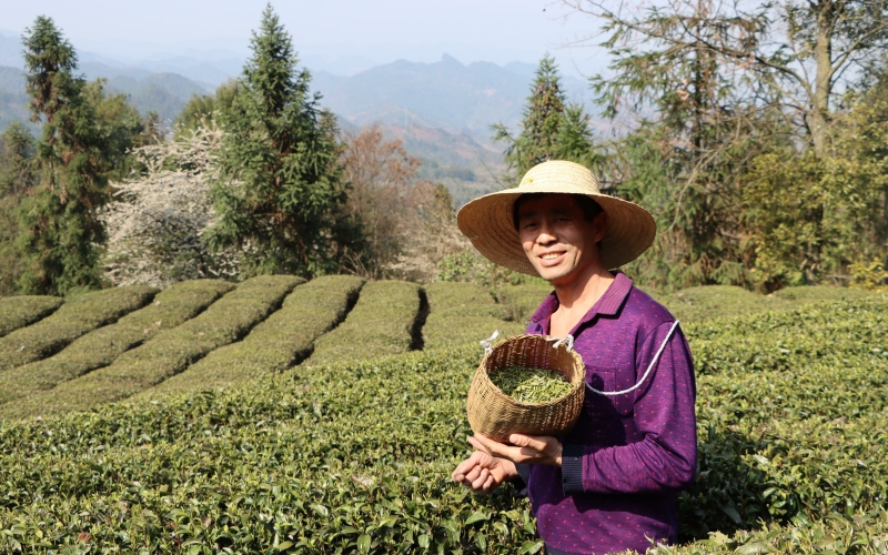 茶農(nóng)采摘的鮮葉。李永攝