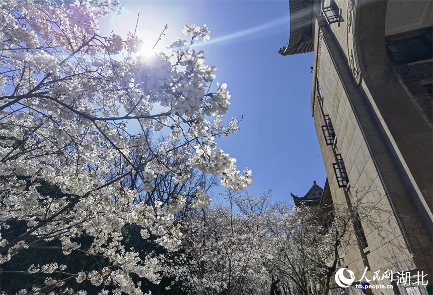 武漢大學(xué)櫻花盛放 花開浪漫滿校園