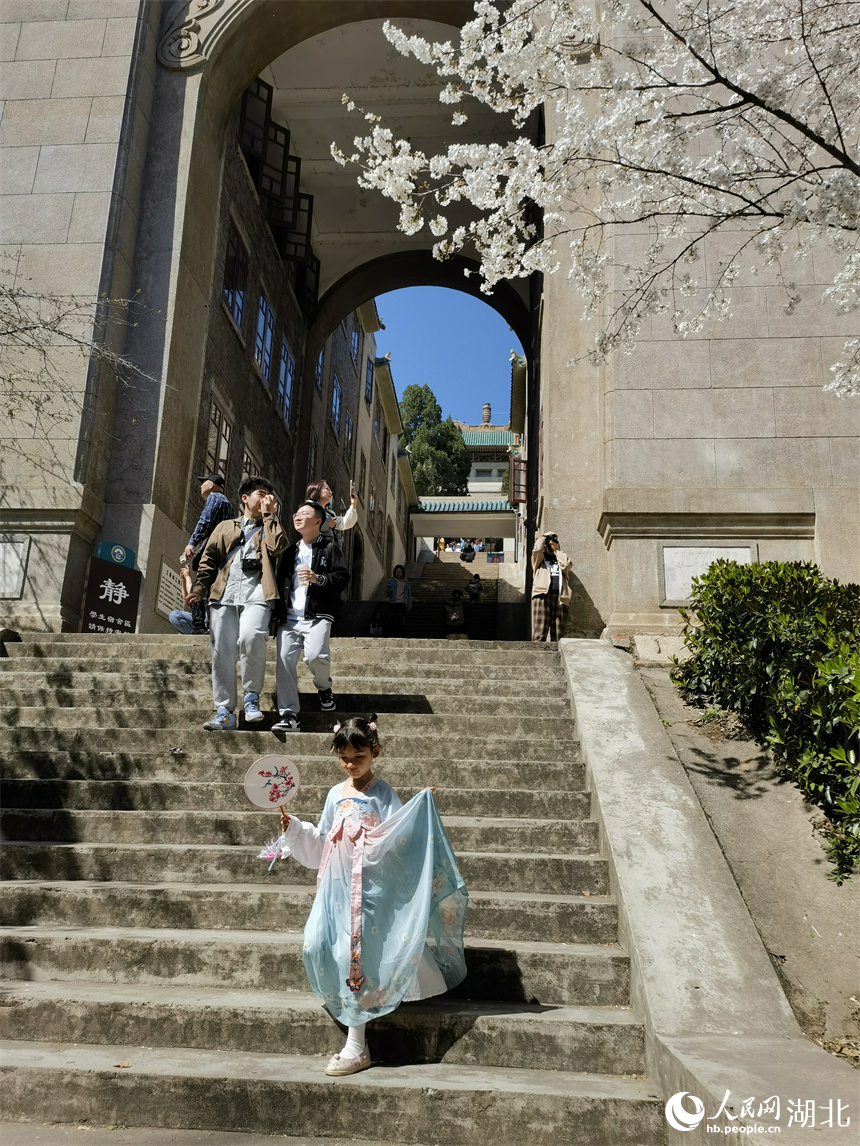 武漢大學(xué)櫻花盛放 花開浪漫滿校園