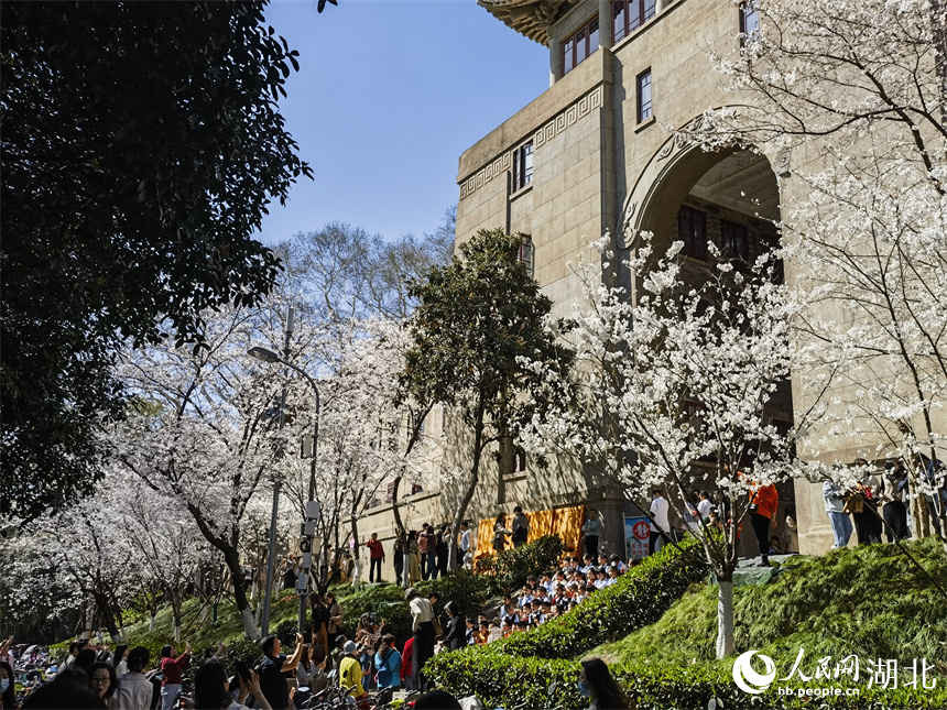 武漢大學(xué)櫻花盛放 花開浪漫滿校園