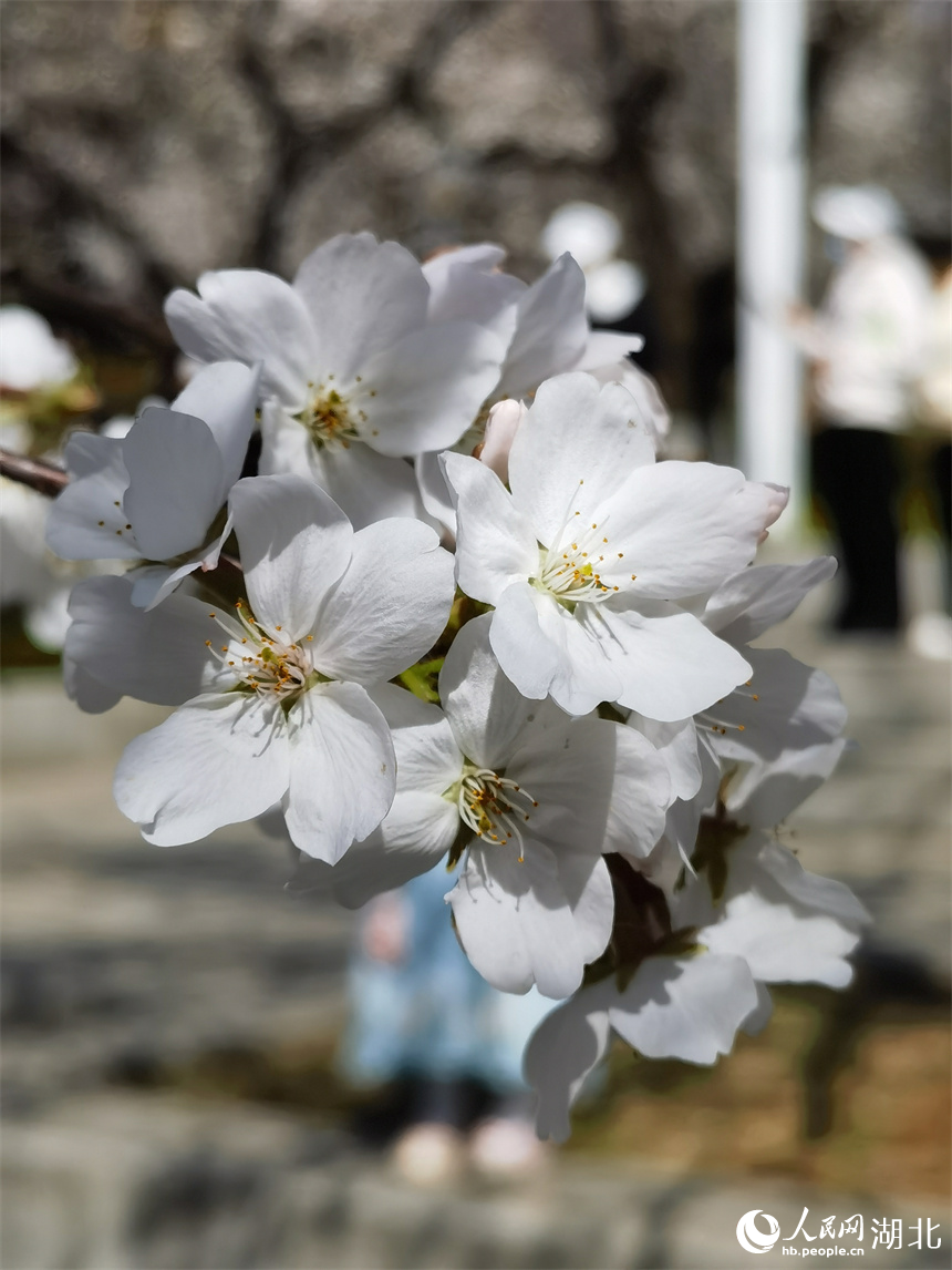 武漢大學(xué)櫻花盛放 花開浪漫滿校園