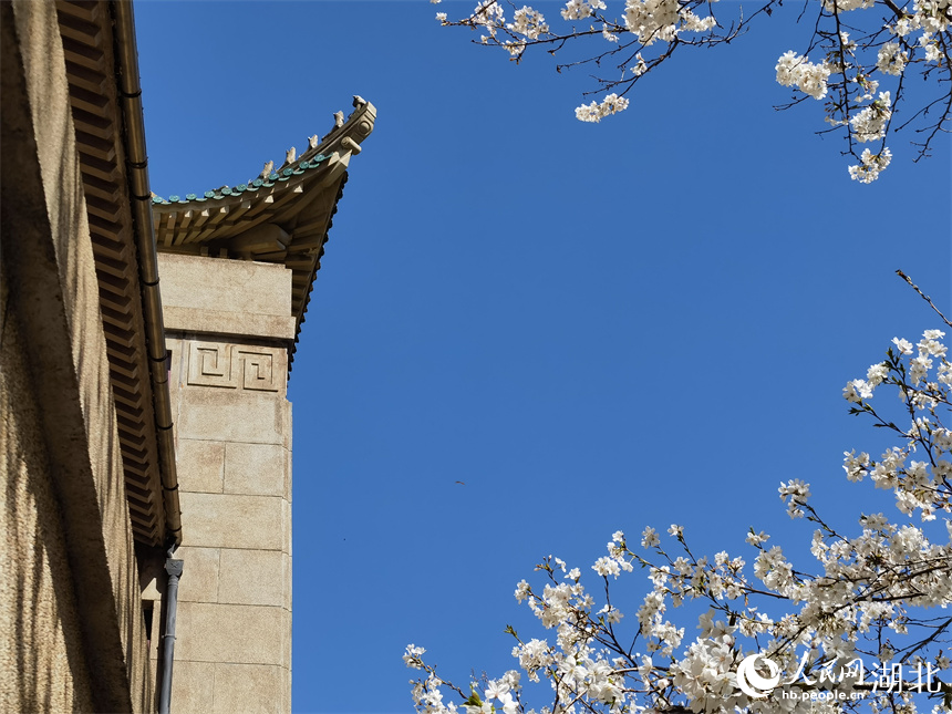 武漢大學(xué)櫻花盛放 花開浪漫滿校園