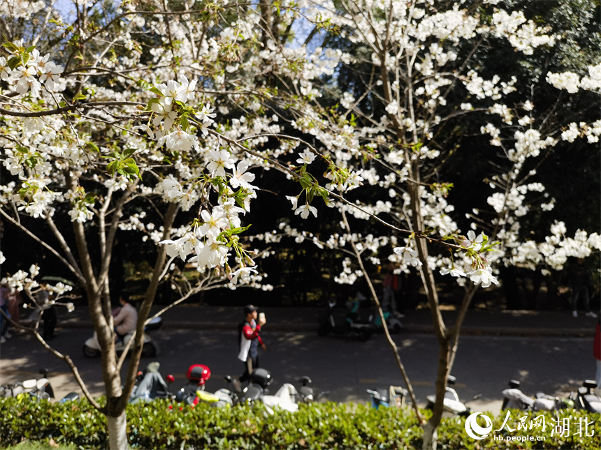 武漢大學(xué)櫻花盛放 花開浪漫滿校園