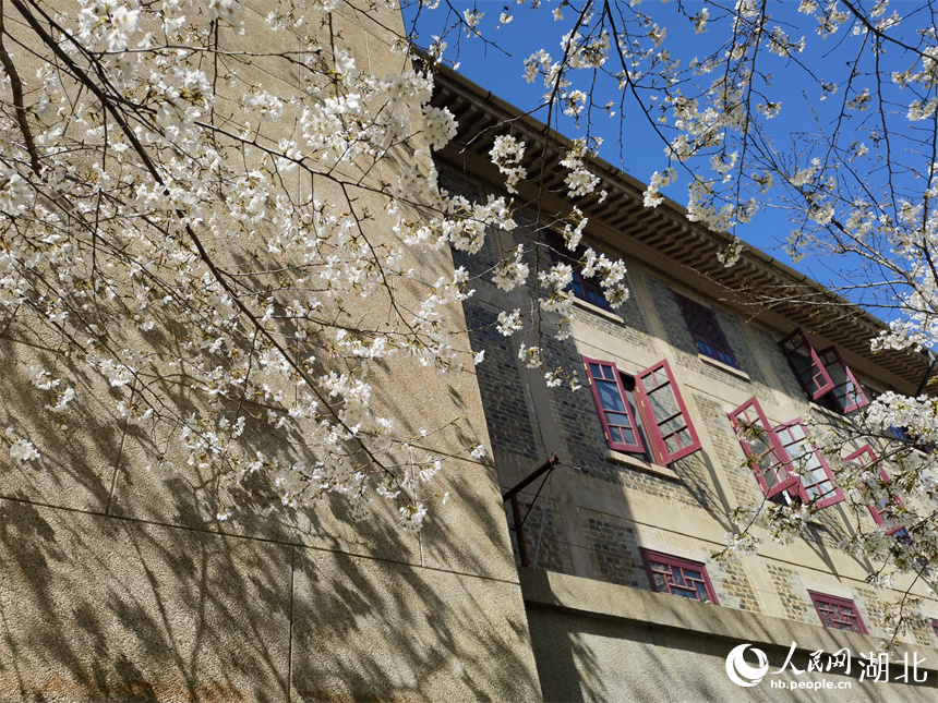 武漢大學(xué)櫻花盛放 花開(kāi)浪漫滿校園