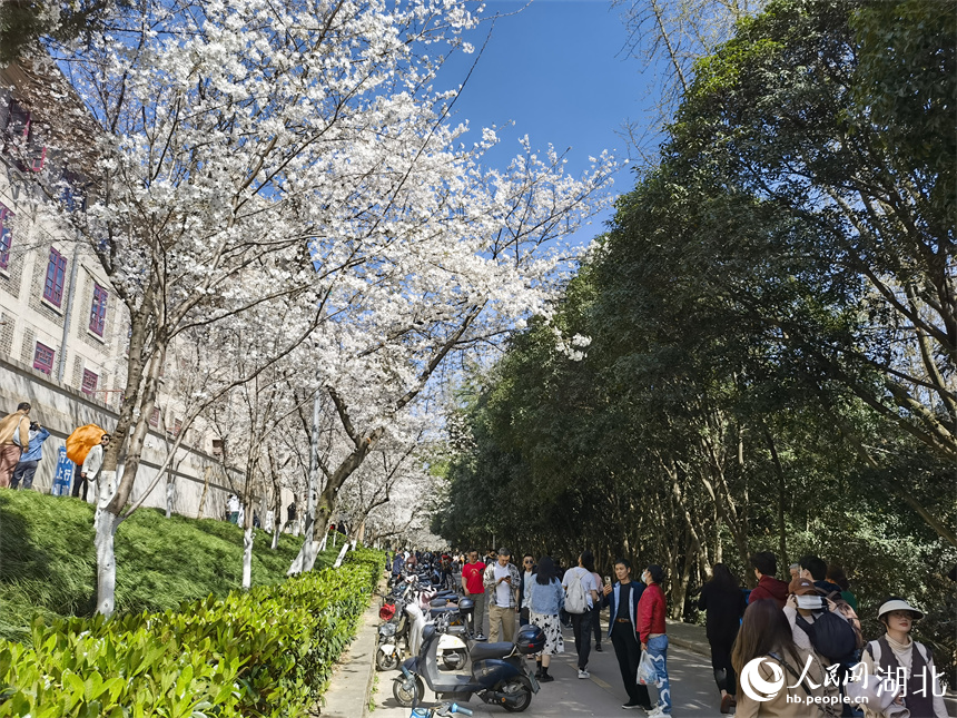 武漢大學(xué)櫻花盛放 花開浪漫滿校園