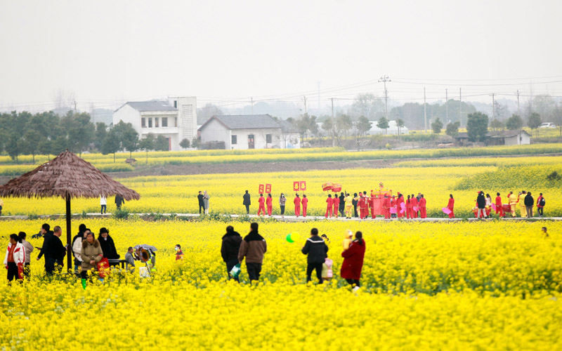 市民游客打卡油菜花田。鄭波攝