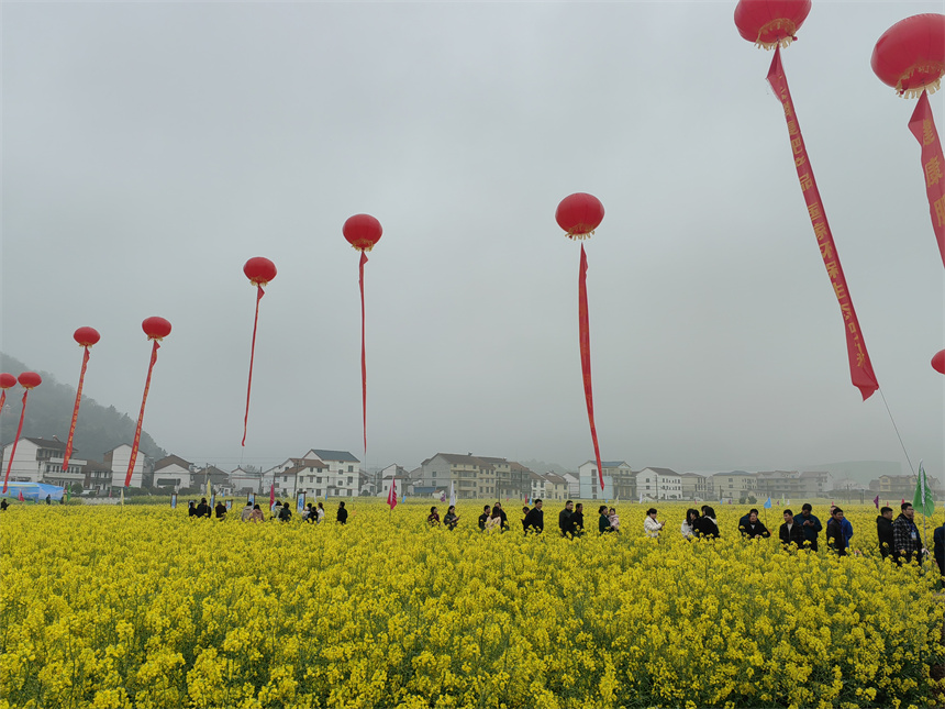 湖北武穴第十屆油菜花節(jié)開(kāi)幕 43萬(wàn)畝花海迎客