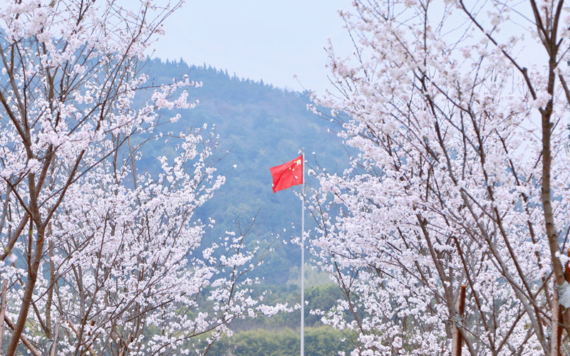 共建櫻花林盛情綻放。