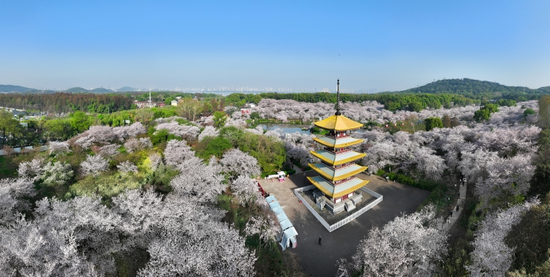 武漢東湖櫻園。鄒政攝