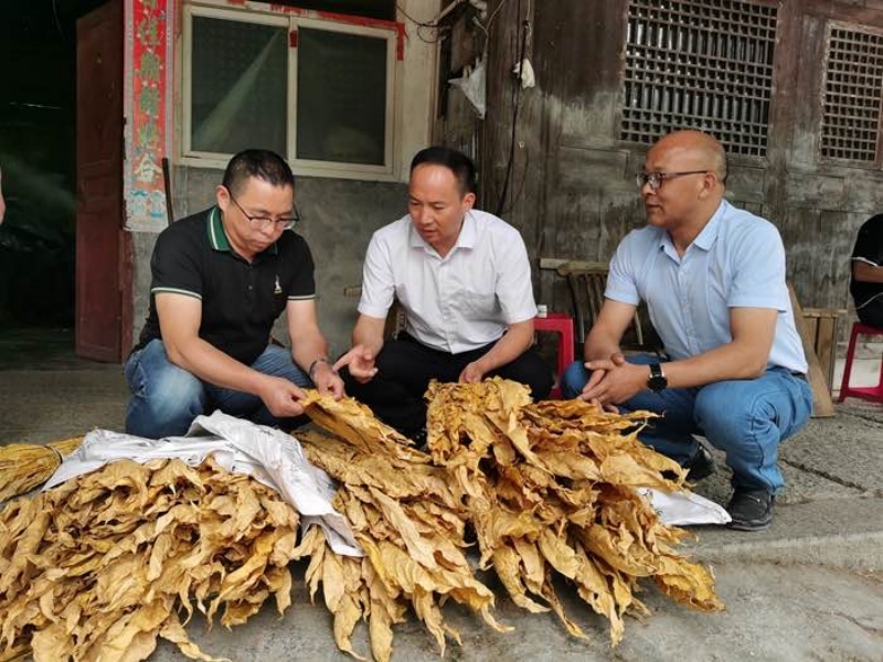 王洪煒（左一）在煙區(qū)查看煙葉烘烤質(zhì)量。恩施州煙草專賣局供圖