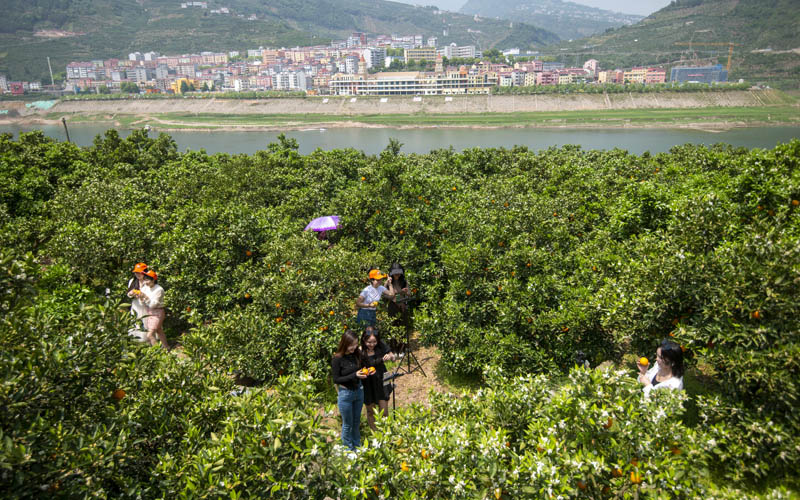 助農(nóng)嘉賓在橙園直播。胡興軍攝