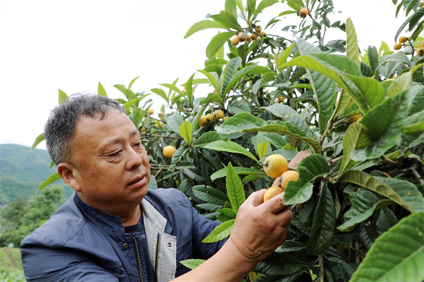 湖北竹山：枇杷成熟季 干群采摘忙