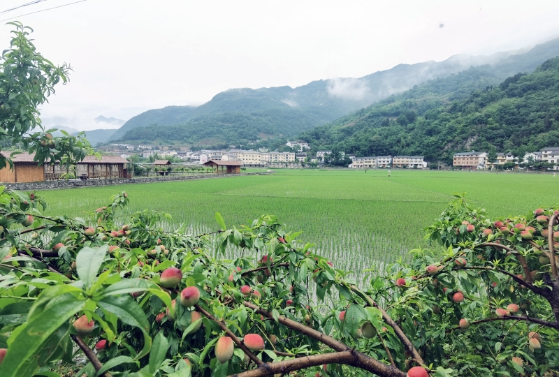 湖北省十堰市鄖西縣關(guān)防鄉(xiāng)農(nóng)耕文旅·田園沙溝“醉”游人。 鄒景根攝