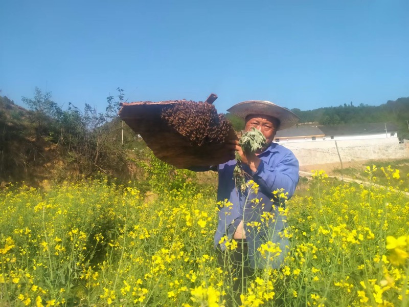 香龍綜合體CEO收集的蜂群即將放入蜂箱產(chǎn)蜜