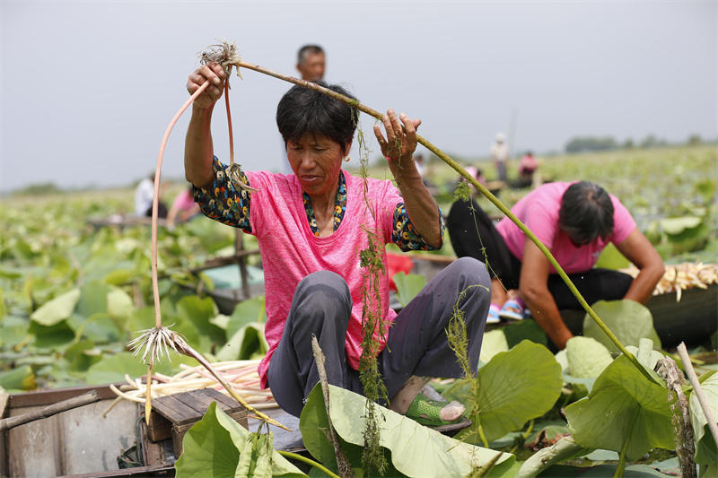 泗洪縣臨淮鎮(zhèn)農(nóng)戶在洪澤湖生態(tài)修復(fù)示范段采摘新鮮藕帶。趙軍干 攝