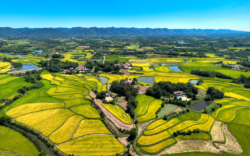 東橋鎮(zhèn)萬(wàn)畝稻田