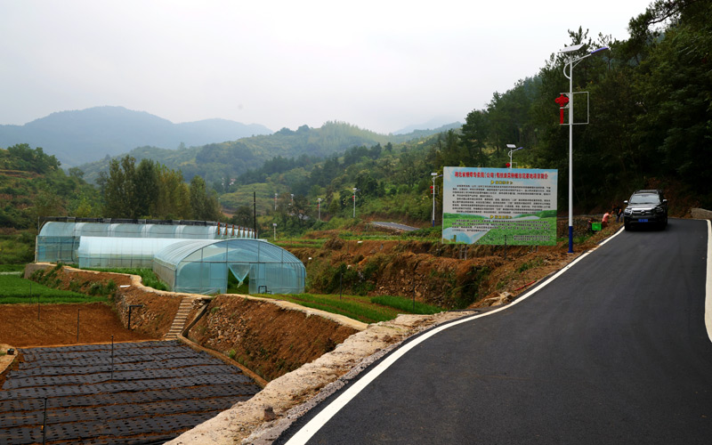 公路經(jīng)過(guò)核桃樹(shù)埡村韭菜種植示范基地