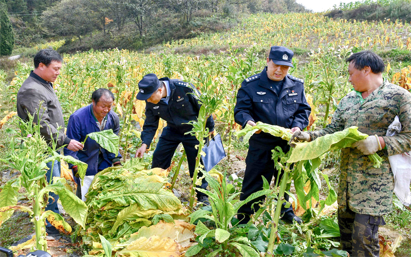 ?？倒柴v村工作隊(duì)民警幫煙農(nóng)采摘煙葉。