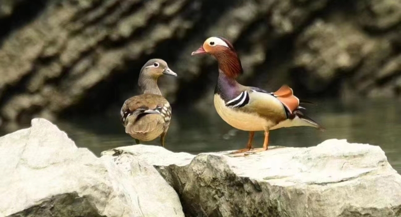 湖北返灣湖國(guó)家濕地公園