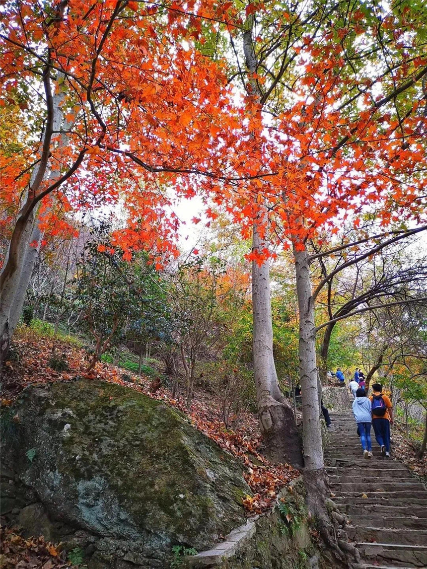 湖北黃陂：十里紅葉“醉”游人【9】