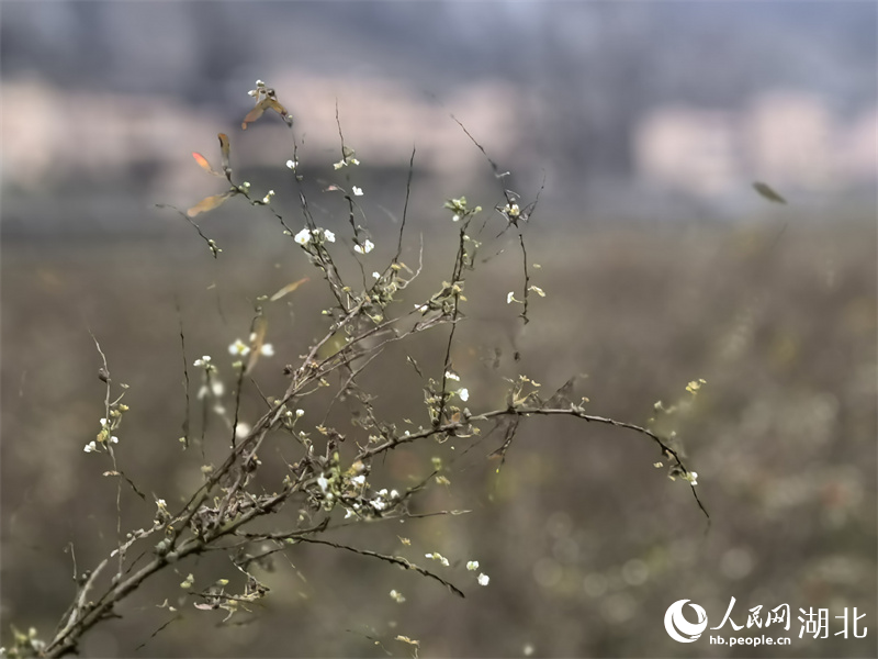 雪柳花開(kāi)。人民網(wǎng) 周雯攝